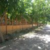 باغ با مجوز گردشگری 10000 متر فروشی